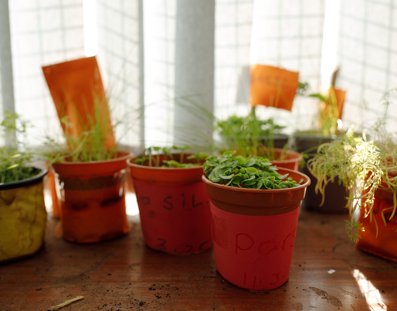 Small plant pots growing herbs and seedlings on a windowsill at CDAS
